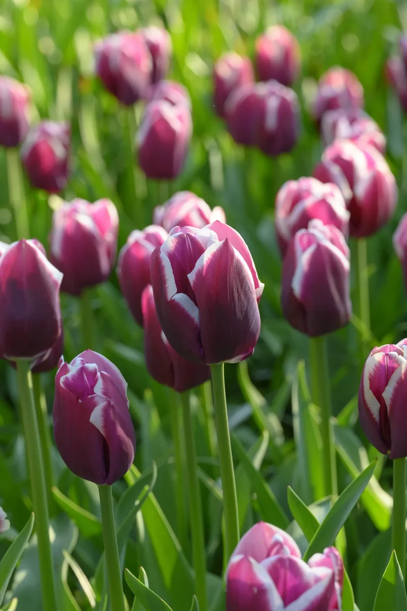 Bulbes de fleurs Non-Traité Tulipe Tiramisu® calibre 12/+ (1059200) pour particuliers