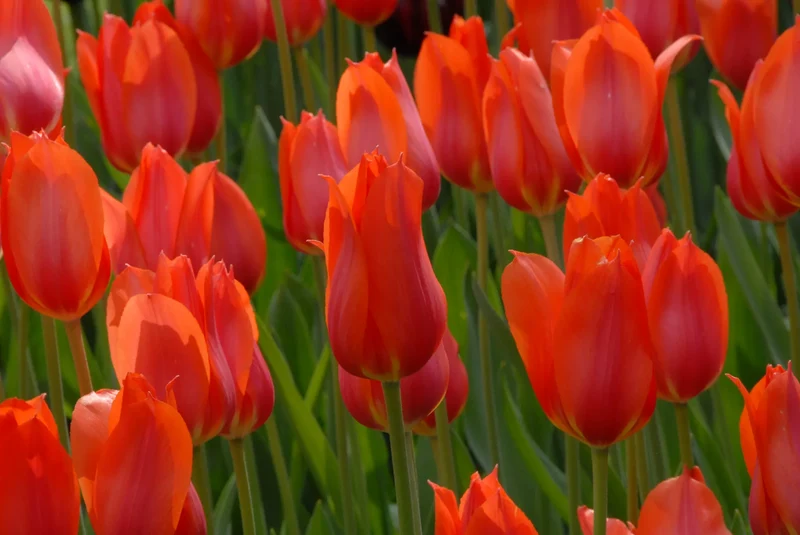 Bulbes de fleurs Non-Traité Tulipe Temple of Beauty® calibre 12/+ (1016500) pour particuliers