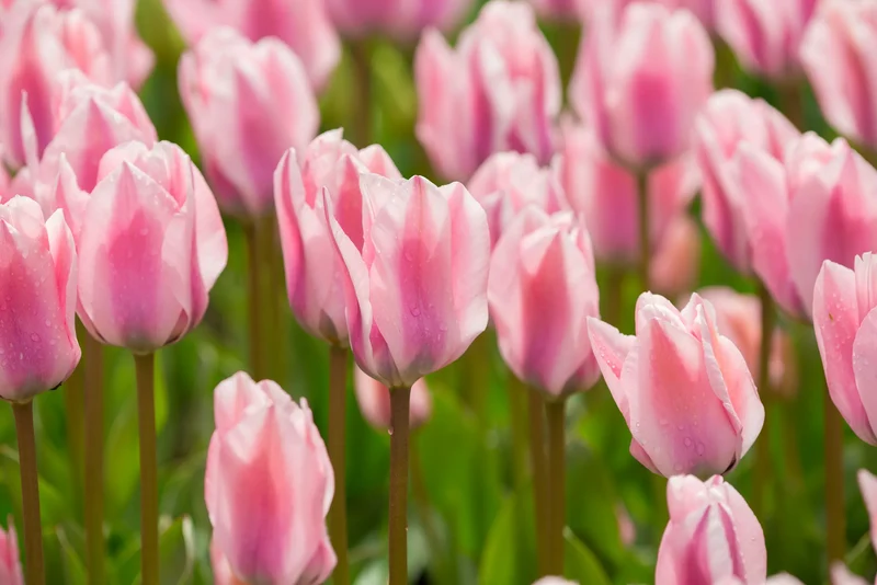 Bulbes de fleurs Non-Traité Tulipe Sweet Sixteen® calibre 12/+ (1016100) pour particuliers