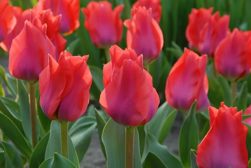 Bulbes de fleurs Non-Traité Tulipe Portland calibre 12/+ (1012600) pour particuliers