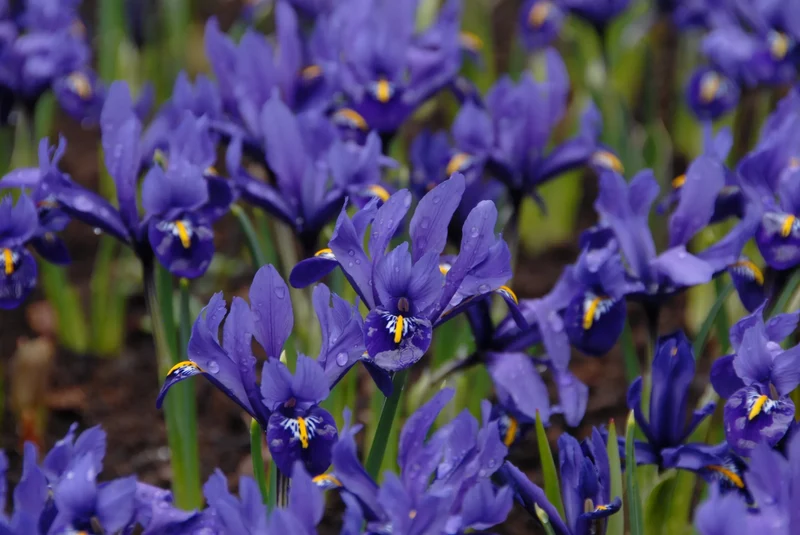 Bulbes de fleurs Non-Traité Iris reticulata Pixie® calibre 6/+ (3754500) pour particuliers