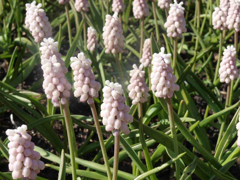 Bulbes de fleurs Non-Traité Muscari Pink Sunrise® calibre 5/+ (3803000) pour particuliers