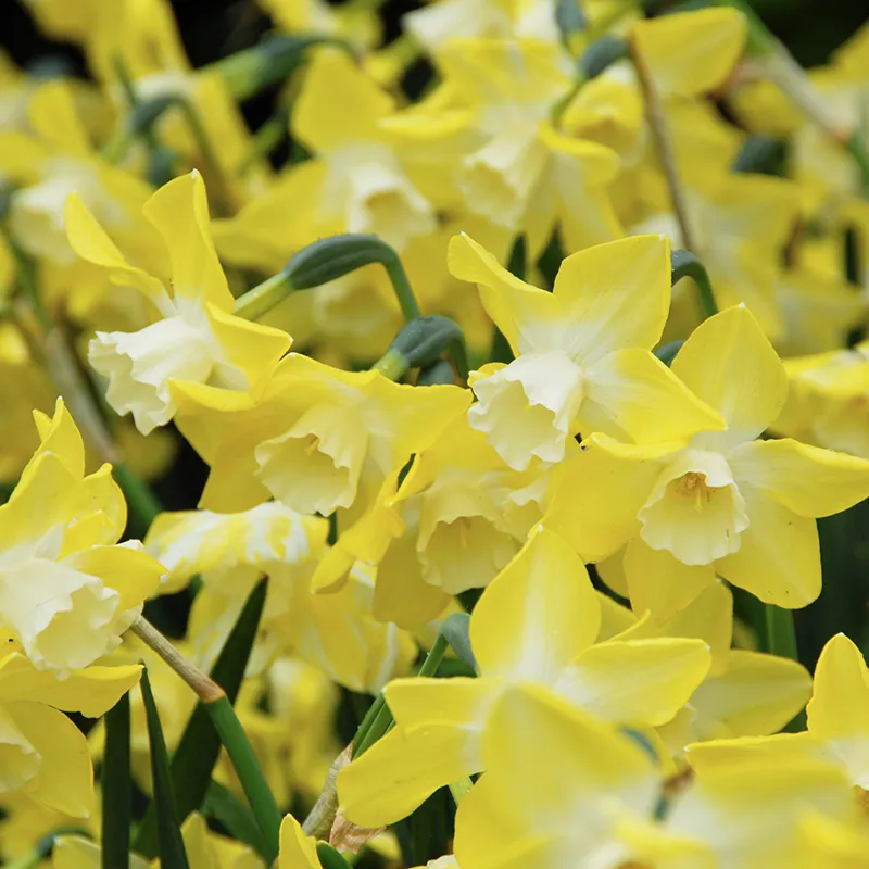 Bulbes de fleurs Non-Traité Narcissus Pipit calibre z12/14 (2003900) pour particuliers
