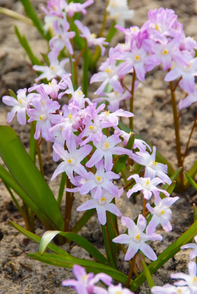 Bulbes de fleurs Non-Traité Chionodoxa forbesii Pink Giant calibre 5/+ (3401000) pour particuliers