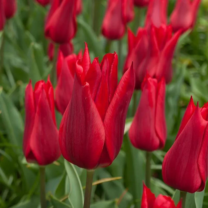 Bulbes de fleurs Non-Traité Tulipe Pieter de Leur calibre 12/+ (1030100) pour particuliers