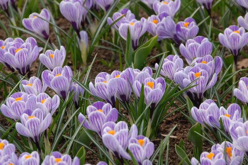 Bulbes de fleurs Non-Traité Crocus Pickwick calibre 7/8 (2501910) pour particuliers