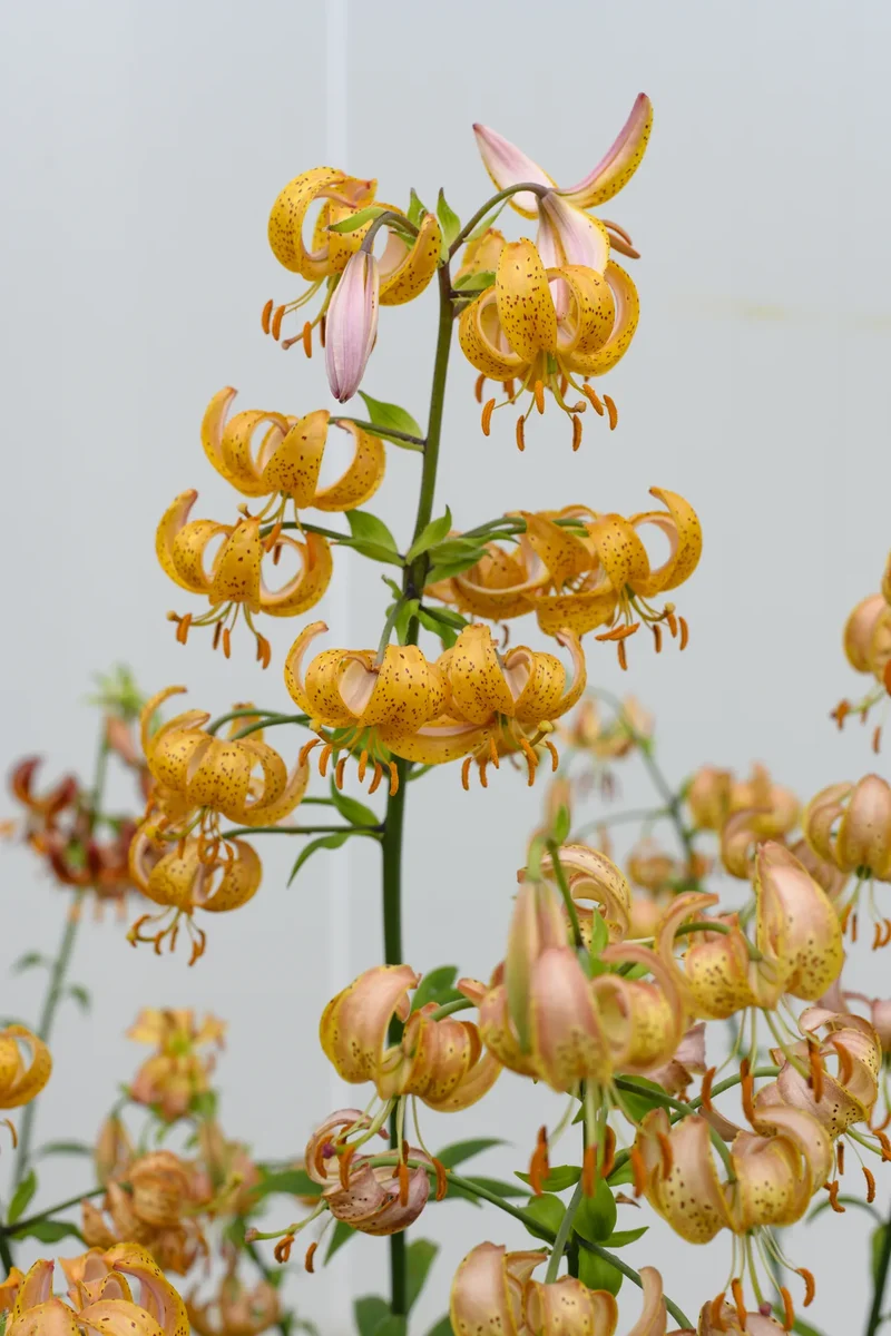 Bulbes de fleurs Non-Traité Lilium martagon Peppard Gold calibre 12/+ (4005600) pour particuliers