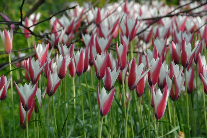 Bulbes de fleurs Non-Traité Tulipe Peppermintstick calibre 6/+ (1024900) pour particuliers