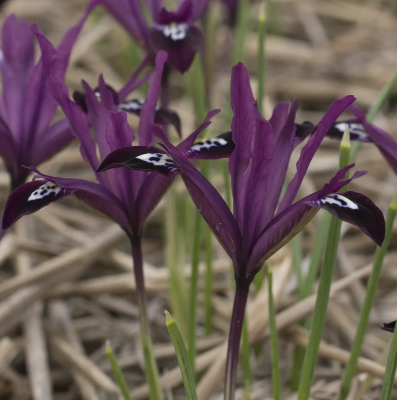 Bulbes de fleurs Non-Traité Iris reticulata Pauline calibre 6/+ (3756000) pour particuliers