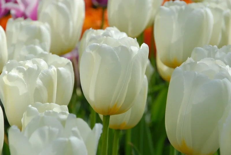 Bulbes de fleurs Non-Traité Tulipe Pays Bas® calibre 12/+ (1012100) pour particuliers