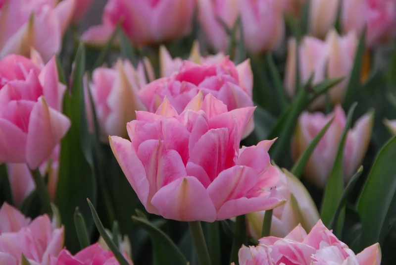 Bulbes de fleurs Non-Traité Tulipe Peach Blossom calibre 11/12 (1012200) pour particuliers
