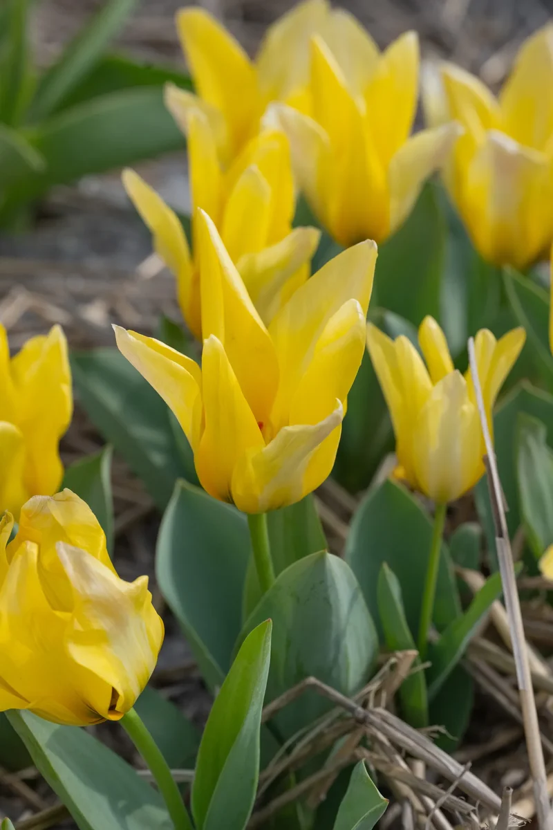 Bulbes de fleurs Non-Traité Tulipe Partitura calibre 12/+ (1058900) pour particuliers