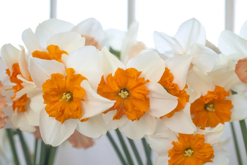Bulbes de fleurs Non-Traité Narcissus Parisienne calibre sp14/16 (2007700) pour particuliers