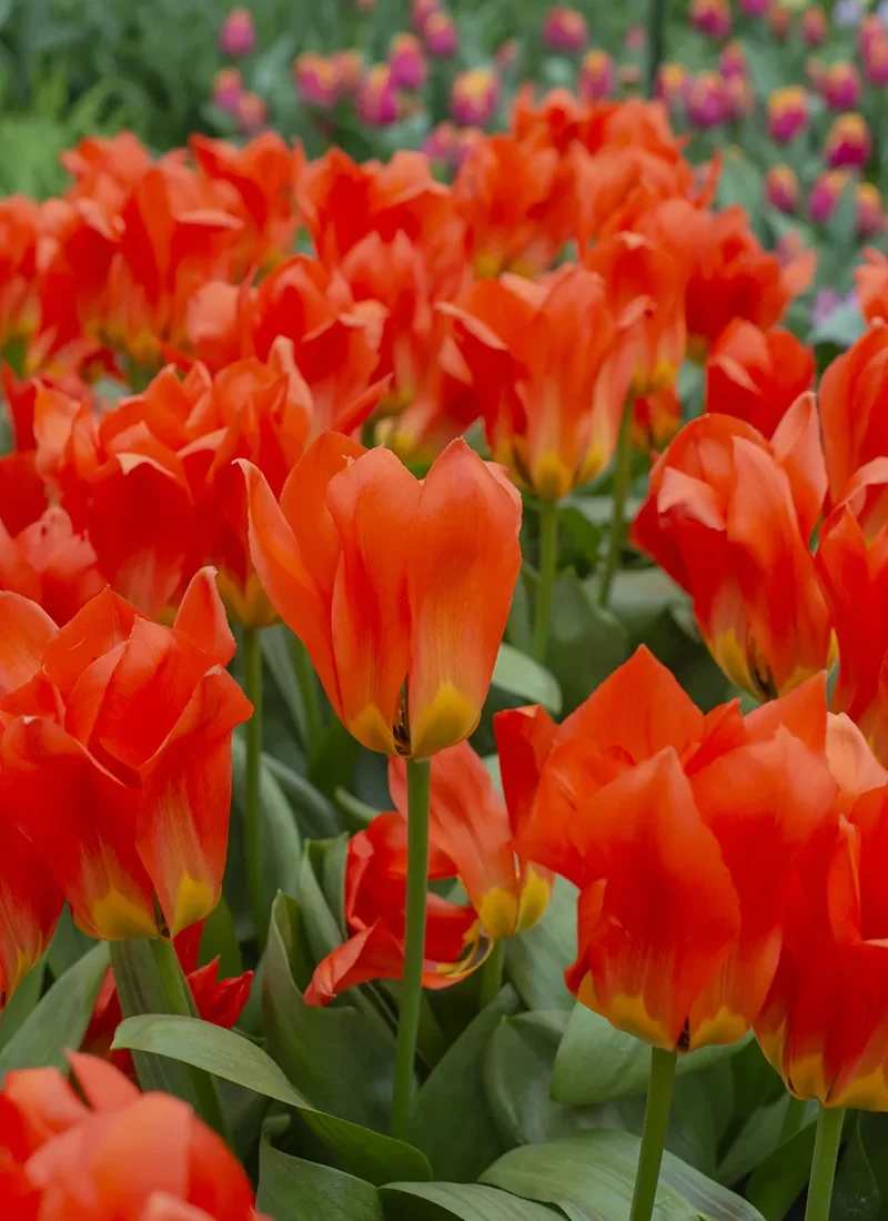 Bulbes de fleurs Non-Traité Tulipe Park Dreamway calibre 12/+ (1050600) pour particuliers
