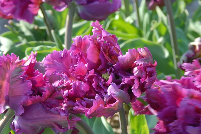 Bulbes de fleurs Non-Traité Tulipe Parrot Negrita® calibre 12/+ (1048600) pour particuliers