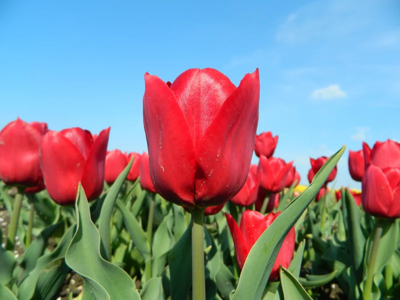 Bulbes de fleurs Non-Traité Tulipe Pallada calibre 12/+ (1011800) pour particuliers