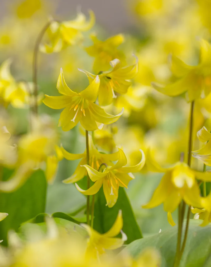 Bulbes de fleurs Non-Traité Erythronium Pagoda calibre 1 (3260500) pour particuliers