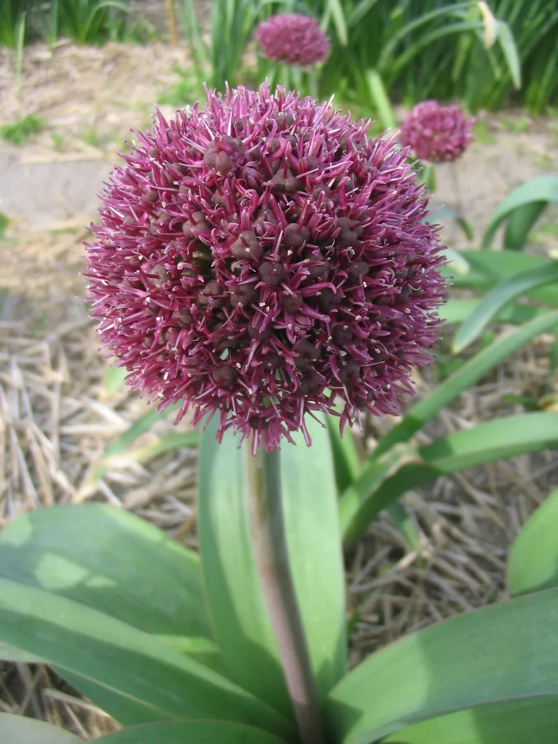 Bulbes de fleurs Non-Traité Allium Ostara® calibre 12/14 (3116000) pour particuliers