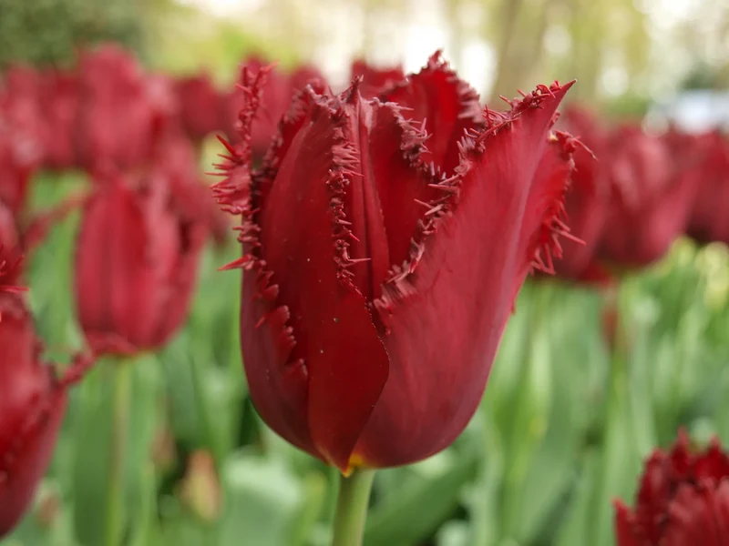 Bulbes de fleurs Non-Traité Tulipe Pacific Pearl® calibre 12/+ (1011700) pour particuliers