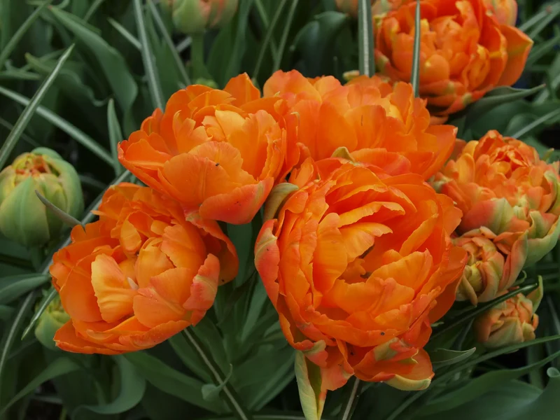 Bulbes de fleurs Non-Traité Tulipe Orca® calibre 12/+ (1030500) pour particuliers