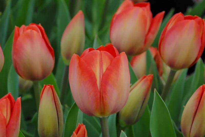 Bulbes de fleurs Non-Traité Tulipe Orange van Eijk® calibre 12/+ (1011600) pour particuliers