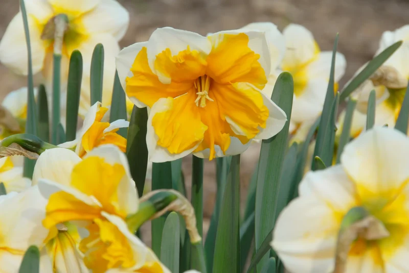 Bulbes de fleurs Non-Traité Narcissus Orangery calibre sp12/14 (2007810) pour particuliers