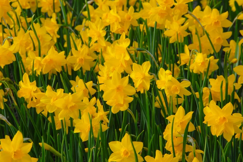 Bulbes de fleurs Non-Traité Narcissus Orange Queen calibre z10/+ (2028300) pour particuliers