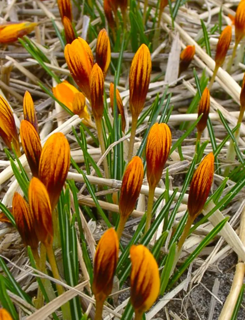 Bulbes de fleurs Non-Traité Crocus Orange Monarch calibre 5/7 (2502700) pour particuliers