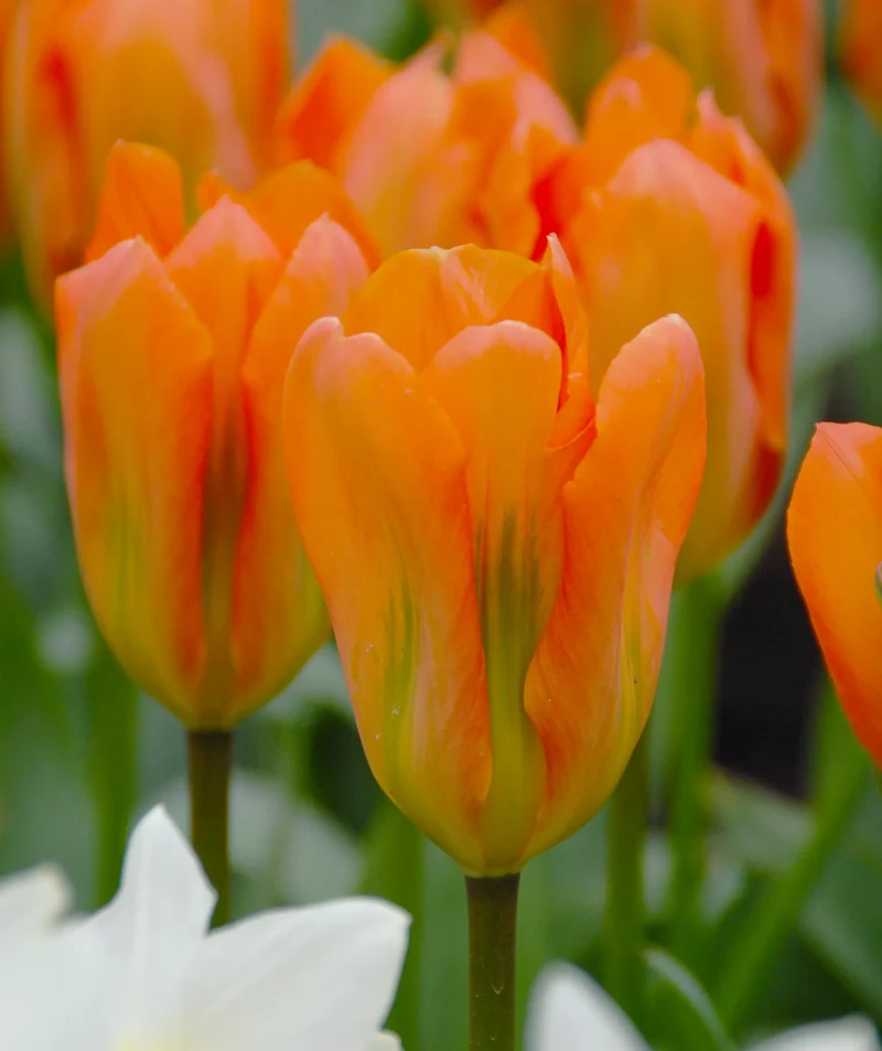 Bulbes de fleurs Non-Traité Tulipe Orange Emperor calibre 12/+ (1011400) pour particuliers