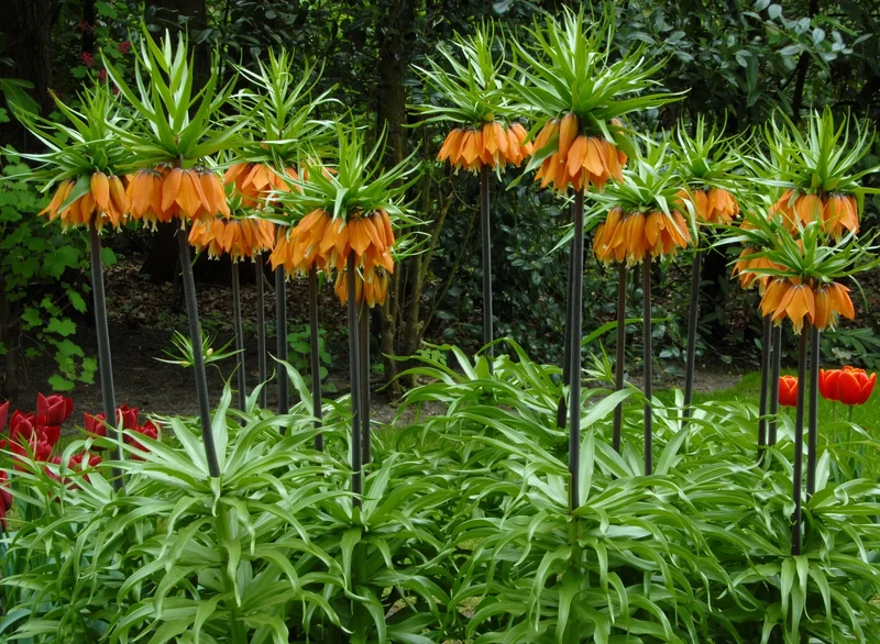 Bulbes de fleurs Non-Traité Fritillaria Orange Beauty® calibre 20/+ (3606500) pour particuliers