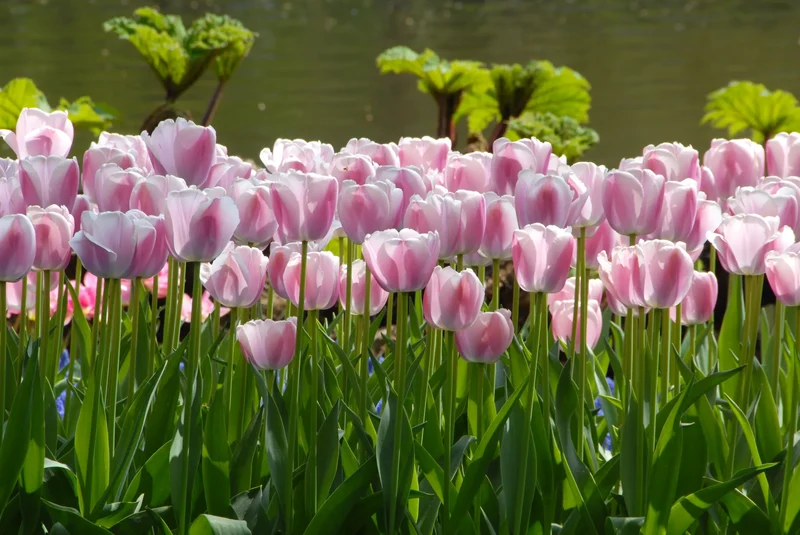 Bulbes de fleurs Non-Traité Tulipe Ollioules calibre 12/+ (1022600) pour particuliers