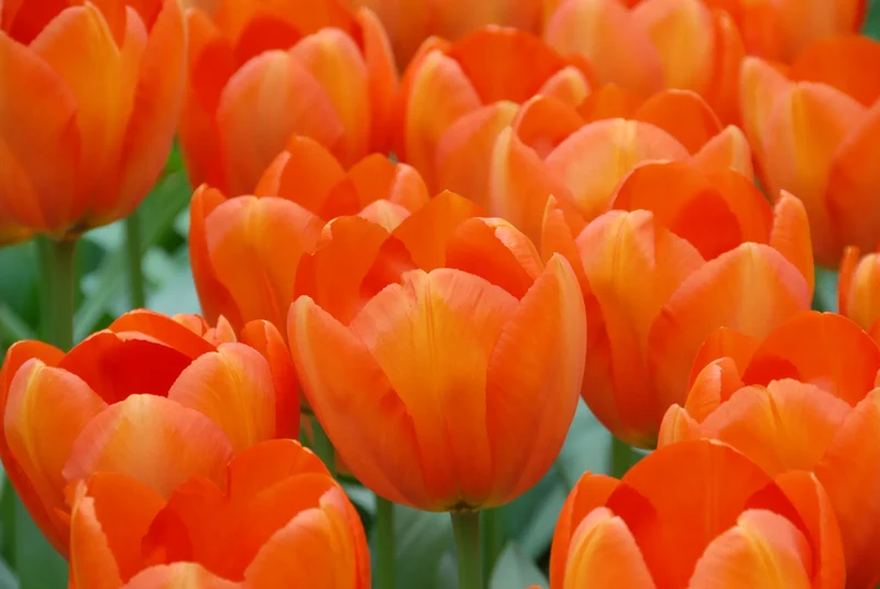 Bulbes de fleurs Non-Traité Tulipe Orange Balloon® calibre 12/+ (1011300) pour particuliers