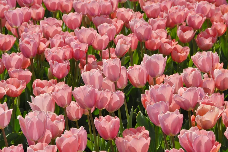 Bulbes de fleurs Non-Traité Tulipe Mystic van Eijk® calibre 12/+ (1011100) pour particuliers