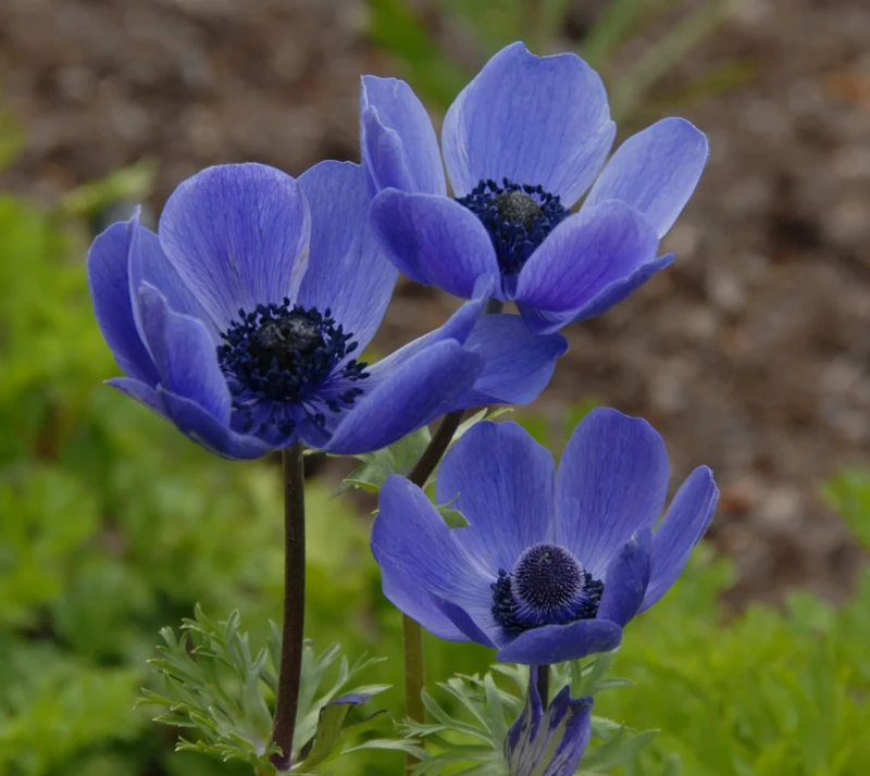 Bulbes de fleurs Non-Traité Anemone Mr. Fokker calibre 7/8 (5000800) pour particuliers