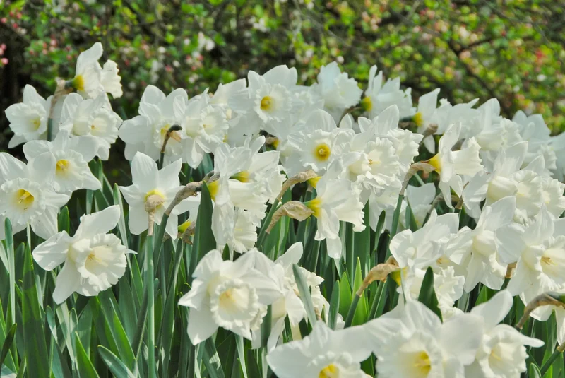 Bulbes de fleurs Non-Traité Narcissus Mount Hood calibre sp12/14 (2003310) pour particuliers