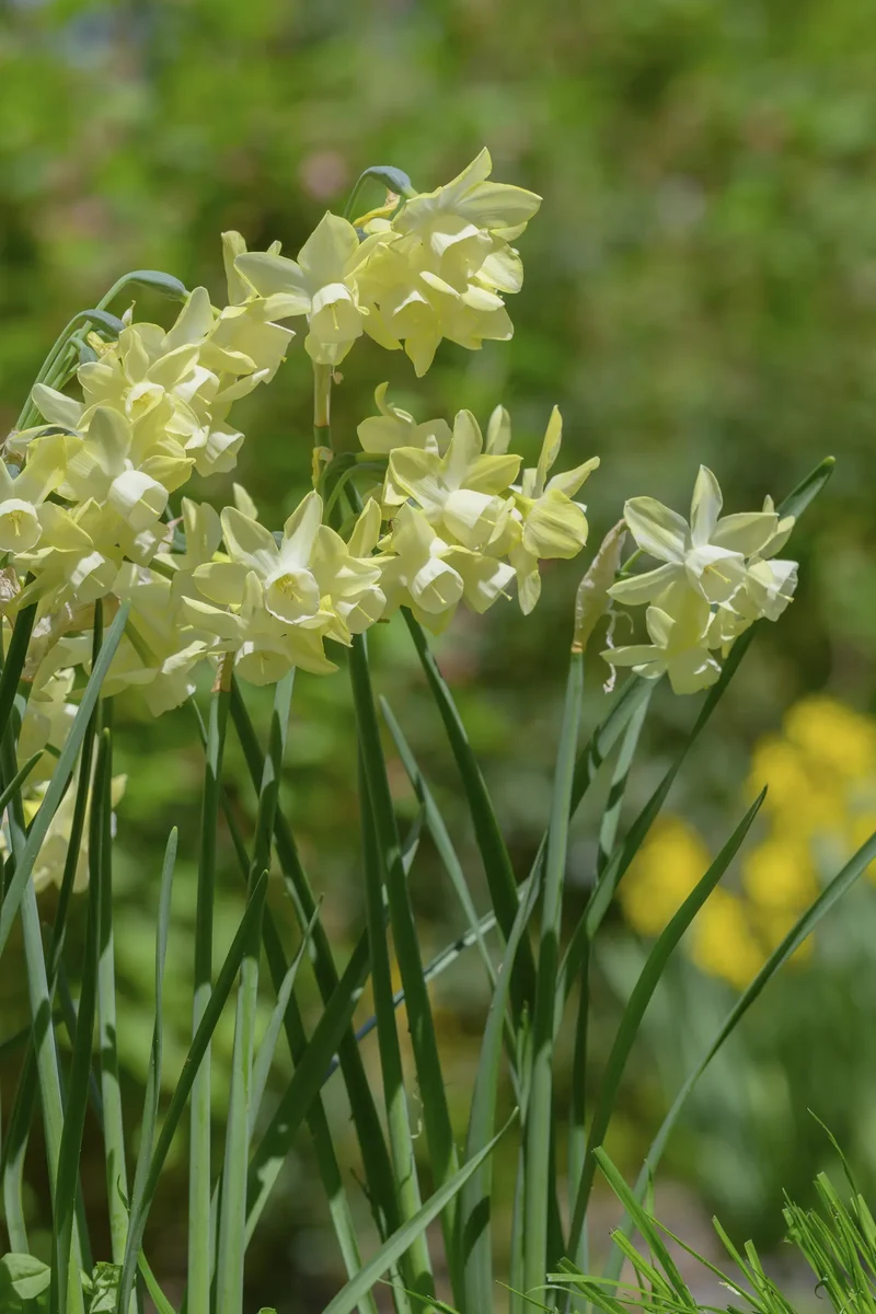 Bulbes de fleurs Non-Traité Narcissus Moonlight Sensation® calibre z12/14 (2033100) pour particuliers