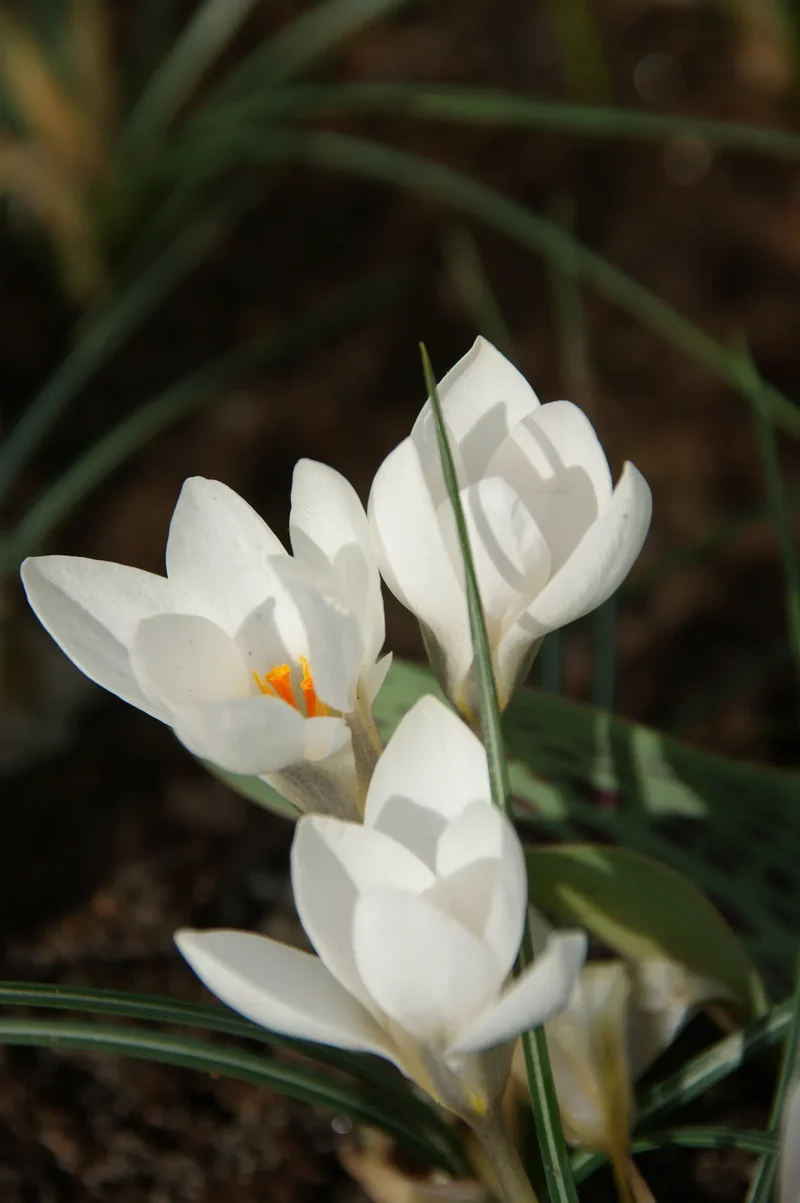 Bulbes de fleurs Non-Traité Crocus biflorus Miss Vain calibre 5/+ (2504500) pour particuliers