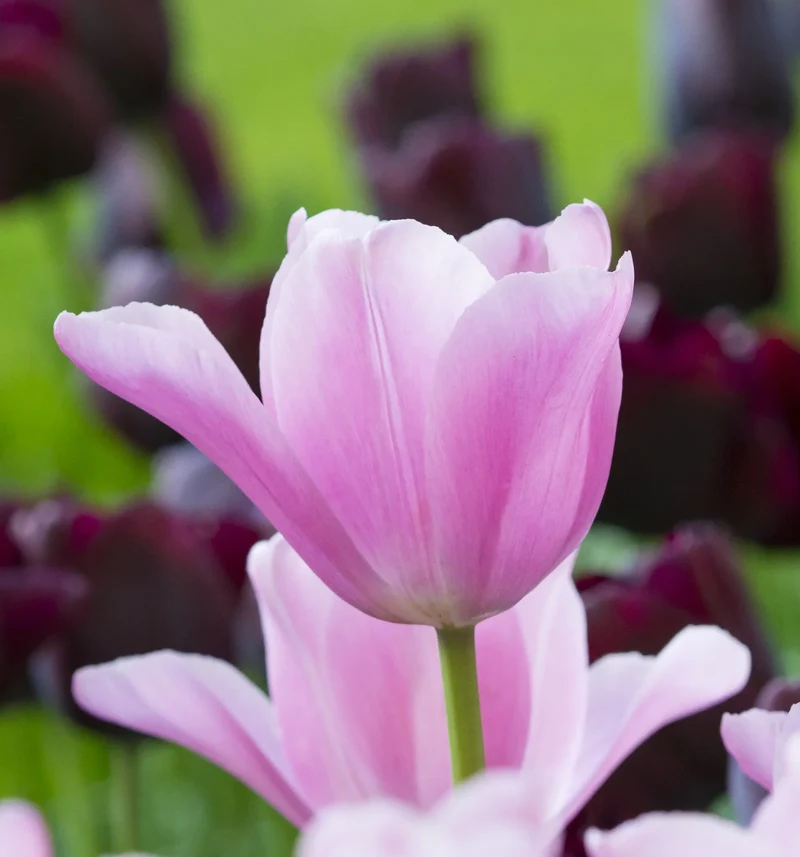 Bulbes de fleurs Non-Traité Tulipe Mistress® calibre 12/+ (1010400) pour particuliers
