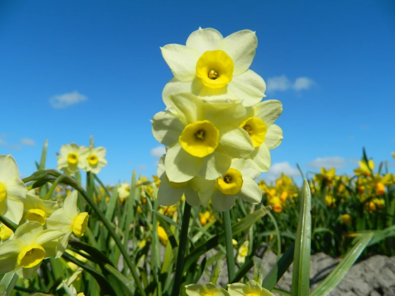 Bulbes de fleurs Non-Traité Narcissus Minnow calibre z12/14 (2008600) pour particuliers