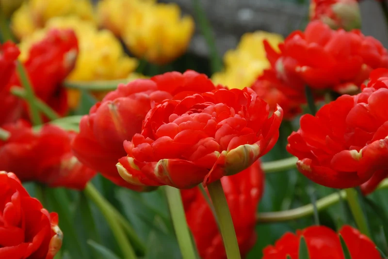 Bulbes de fleurs Non-Traité Tulipe Miranda calibre 12/+ (1010300) pour particuliers