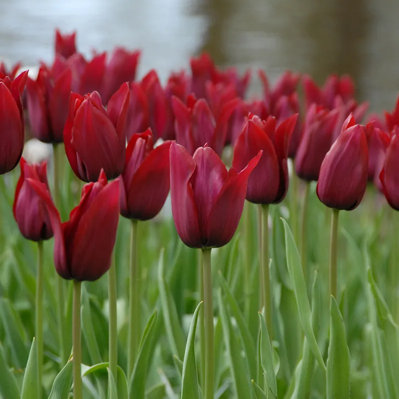 Bulbes de fleurs Non-Traité Tulipe Merlot calibre 12/+ (1010200) pour particuliers