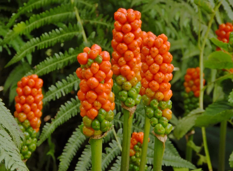 Bulbes de fleurs Non-Traité Arum italicum marmoratum calibre 6/+ (3200500) pour particuliers