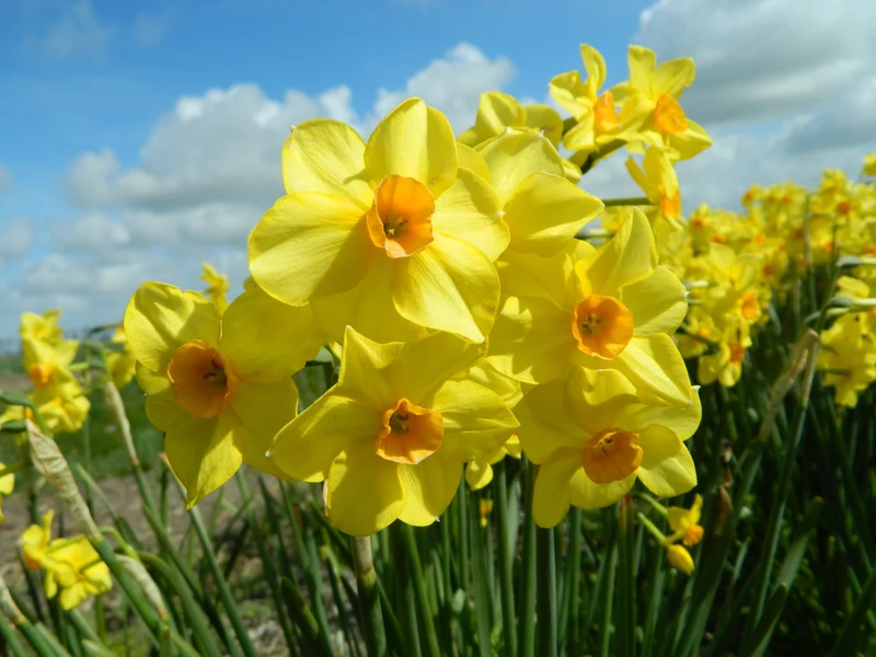Bulbes de fleurs Non-Traité Narcissus Martinette calibre sp12/14 (2008500) pour particuliers