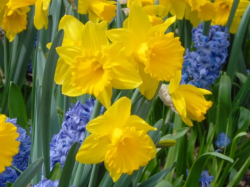 Bulbes de fleurs Non-Traité Narcissus Marieke calibre sp14/16 (2003100) pour particuliers
