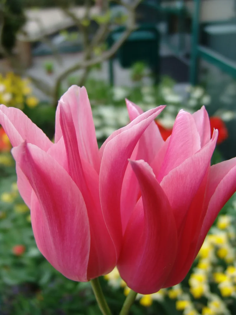 Bulbes de fleurs Non-Traité Tulipe Mariette calibre 12/+ (1027500) pour particuliers