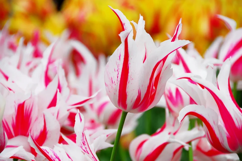 Bulbes de fleurs Non-Traité Tulipe Marilyn calibre 12/+ (1009900) pour particuliers