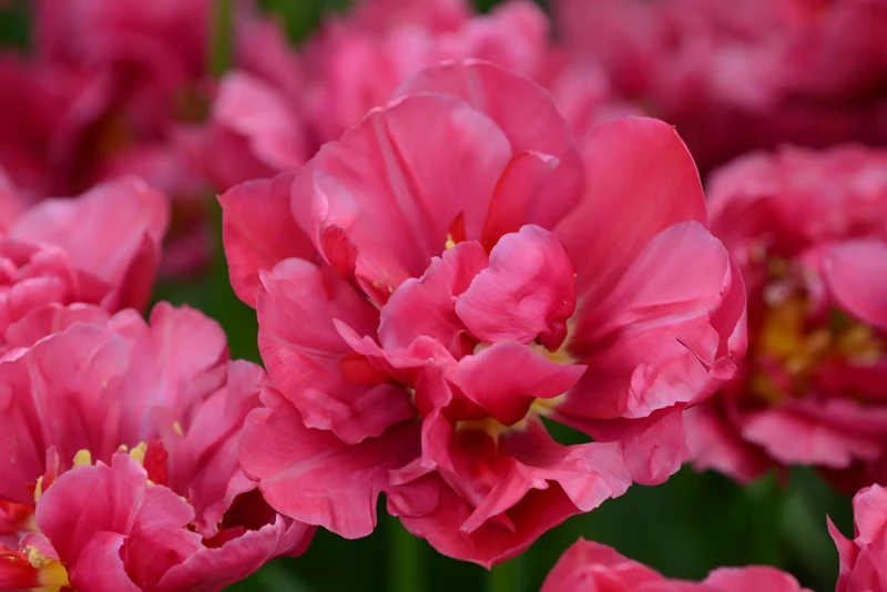 Bulbes de fleurs Non-Traité Tulipe Margarita calibre 12/+ (1009800) pour particuliers