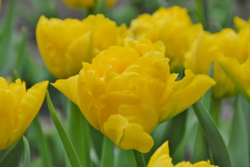 Bulbes de fleurs Non-Traité Tulipe Marie Jo® calibre 12/+ (1050700) pour particuliers