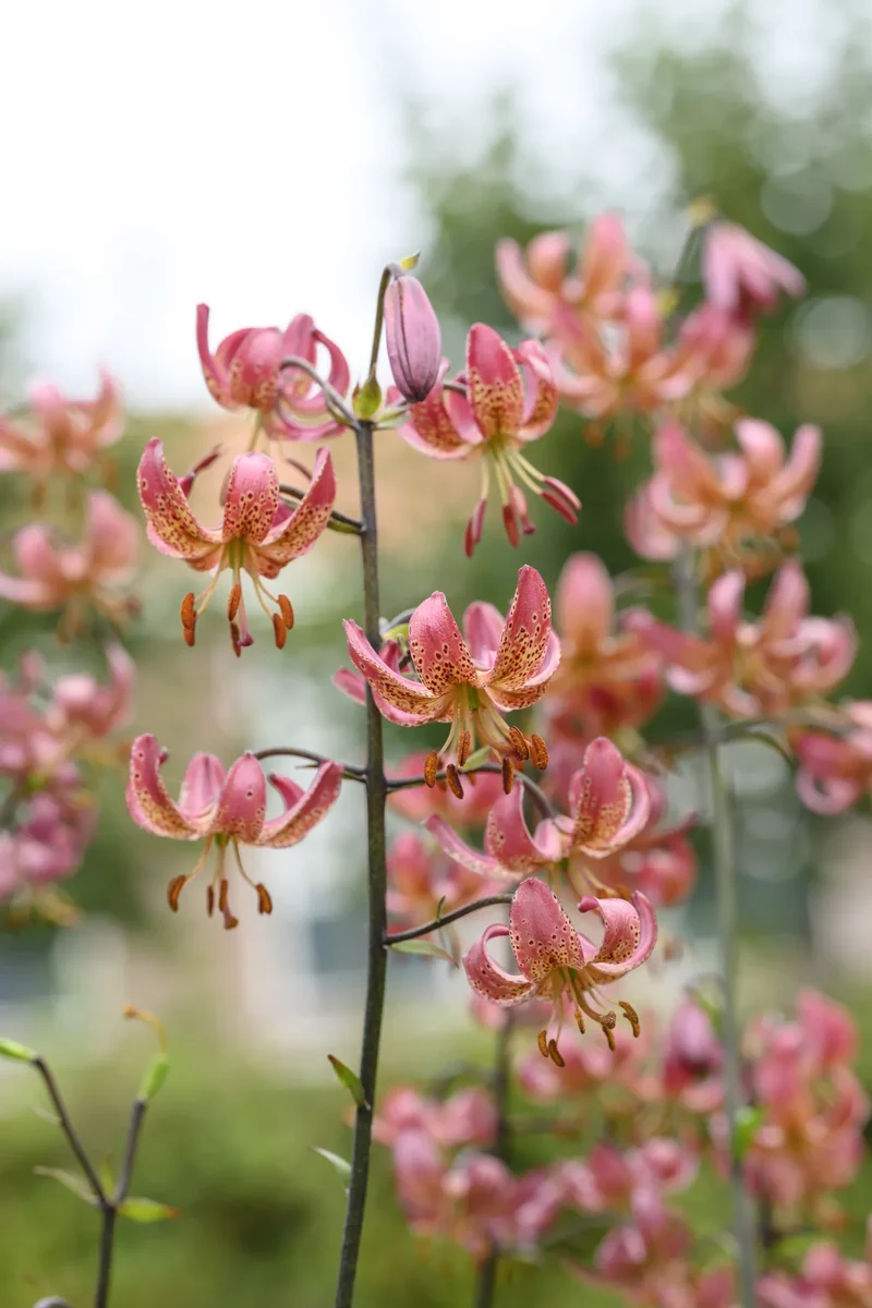 Bulbes de fleurs Non-Traité Lilium martagon Manitoba Morning calibre 12/+ (4005700) pour particuliers