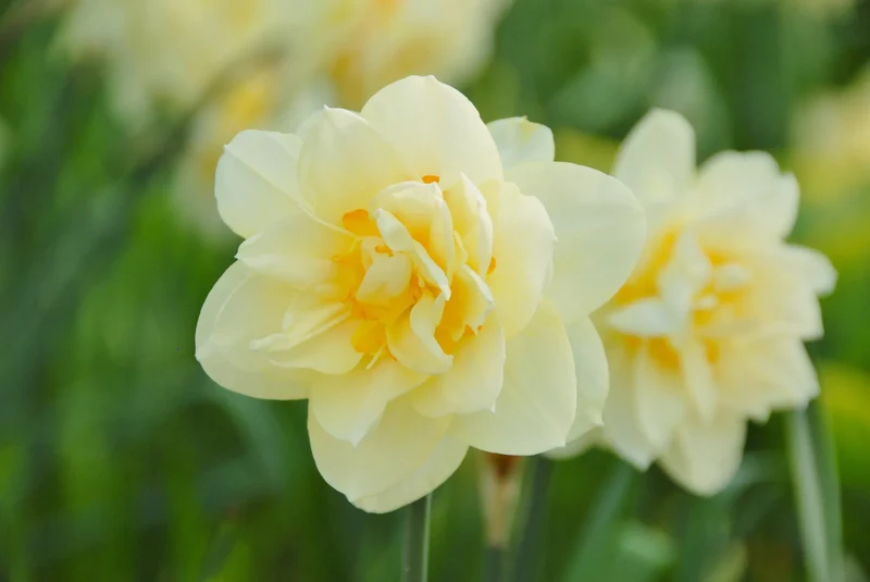 Bulbes de fleurs Non-Traité Narcissus Manly calibre sp12/14 (2003010) pour particuliers